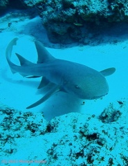 Thresher SharkAmod