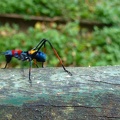 737d-ant